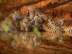 Read more about the article Best time for tiger sighting in Bandhavgarh